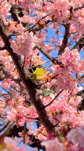 Masami Shirai on Instagram: "Atami Zakura cherry blossoms in Atami city. This is a video I took last year, but I heard they’re already starting to bloom here and there! — 熱海市の、あたみ桜。 これは以前に撮った動画ですが、すでにもうチラホラ咲き始めているらしいです。 * * * #shotoniphone #pinkflower #pinkflowers #sakura #櫻"