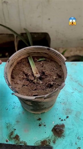 How to grow Clivia to make it grow into a group of orchids #satisfying