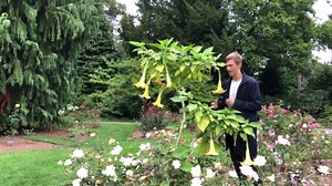 Plant spotlight: Angel's trumpet (Brugmansia)