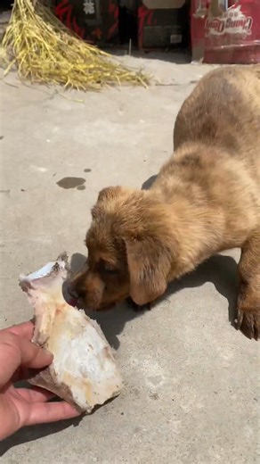 18K views · 309 reactions | Our stray dog ​​family is becoming more and more lively, and the rescued stray dogs have grown up | Animal - Rescue Center | Facebook