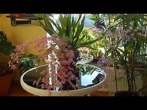 Oncidium sotoanum / ornithorhynchum Care & Info