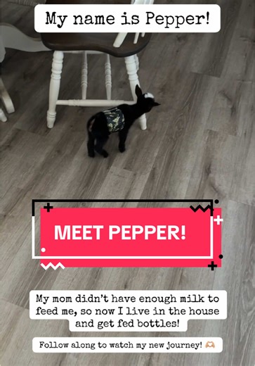 Meet Pepper the Mini Goat: A Heartwarming Journey