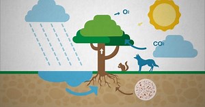 Ecosystem Photosynthesis