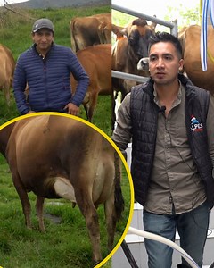 Mira la crianza de Vacas Lech3 Jersy, Alpes | Andrés