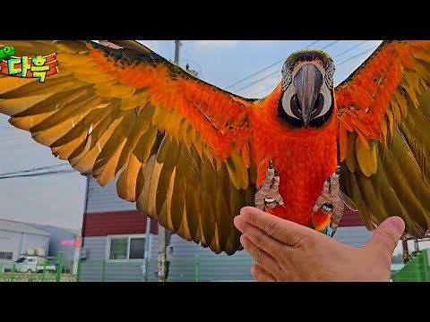 Home Destroyer... How much does a flying used car macaw cost?