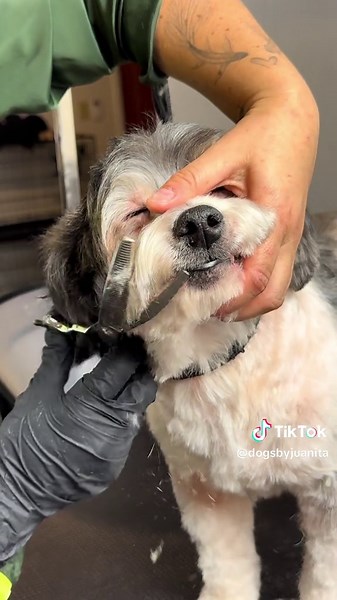 The sweet 16 year old Fresco #havanese #havapoo #doggrooming #asmr #asmrsounds