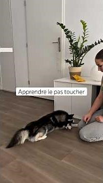 Teach your dog this: it could prevent poisoning ❌