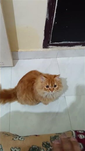 meow meow 😻#youtubeshorts #trendingshorts #cat #cute #meow #kitty #catvideos #viralvideo #meowgical