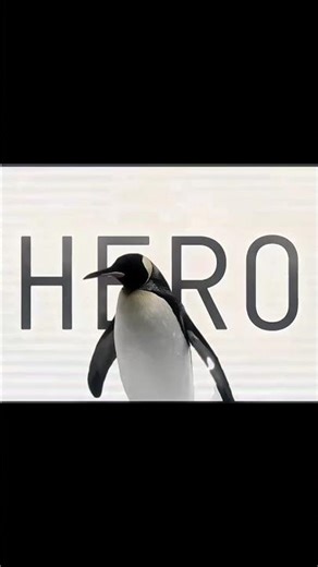 why #penguin #memes #trending #viral #funny