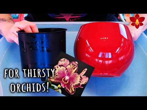 Self Watering Pots with Orchids - All you need to know! Orchid Care for Beginners