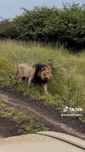 Lion Intruders: A Territorial Encounter with the Pride