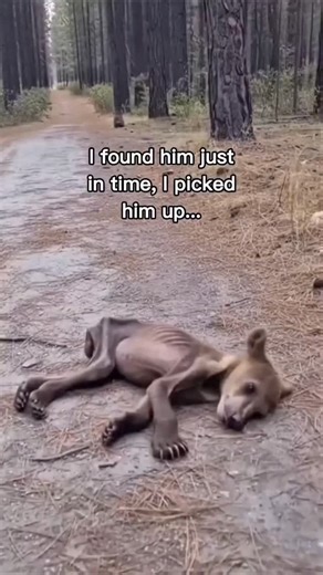 ヤマトさん on Instagram: "🐻 Yamato and the Little Bear The Alaskan wilderness was a vast, unforgiving expanse, yet Yamato, a seasoned tracker and kind-hearted soul, knew its every secret trail. One frigid afternoon, while setting traps far from his cabin, he noticed an unnatural stillness near a thicket of spruce. He moved closer, his breath clouding the cold air. Lying beneath the snow-dusted branches was a sight that made his sturdy heart ache: a tiny brown bear cub. It was alarmingly thin, its fu