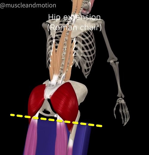 Muscle & Motion | Elevate Your Roman Chair Extension with These Three Variations! 💥 Looking to level up your lower back and core workout? Check out these... | Instagram