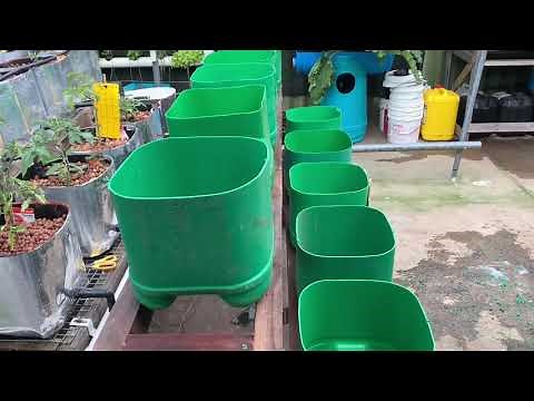 Hydroponic dutch bucket system from recycled materials.