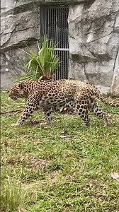 Leopard’s Walk 🐆✨ #Leopard #Wildlife #GuangzhouZoo #BigCats #AnimalLovers #Shorts #金钱豹 #广州动物园 #野生动物
