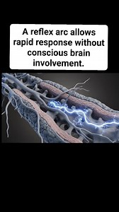 A reflex arc allows rapid response without conscious brain involvement. | Health IQ Hub
