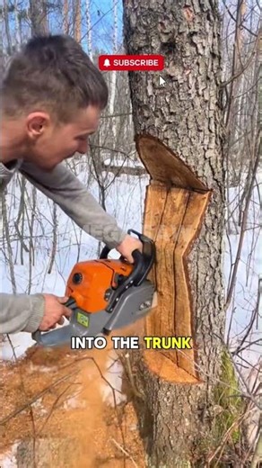 A smart way to cut a tree with perfect control over the falling direction