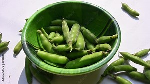 Vicia faba vegetable. Its other names broad bean, fava bean, or faba bean. It is a species of vetch. This a flowering plant in the pea and bean family Fabaceae.