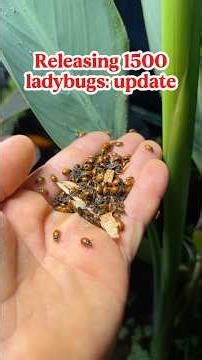 Did releasing 1500 ladybugs ACTUALLY WORK???