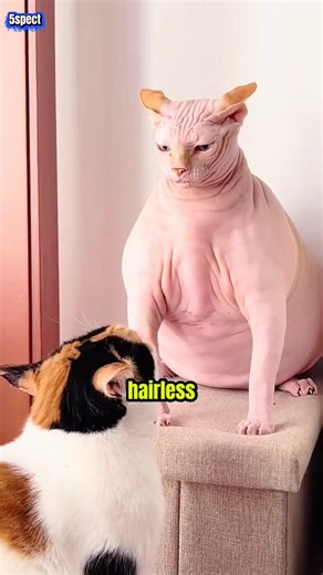 Top 5 Weirdest Looking Cats In The World!!