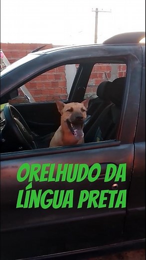 orelhudo da língua preta @cachorroorelhudo#cachorroorelhudo#orelhudo#linguapreta#pets#animais