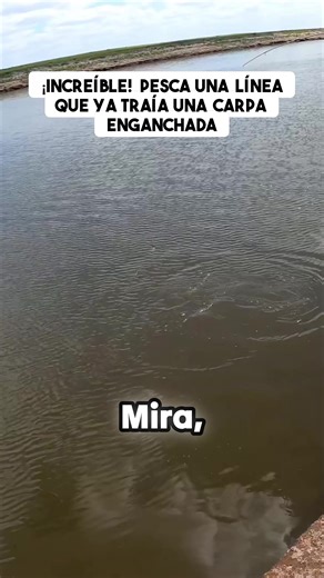 ¡Impresionante escena de pesca! 🤯 ¿Cómo es posible enganchar una línea que ya trae una carpa gigante? Este pescador se llevó la captura del día por triple mérito: ¡por pescar la que ya estaba atrapada! La cara del protagonista al reclamar su presa robada es oro puro. ¡Una maniobra de pesca que nadie vio venir! Mira cómo se resuelve este enredo acuático. ¡Qué locura de doble enganche! #Pesca #Carpa #EngancheDoble #PescaExtrema #TikTokPesca