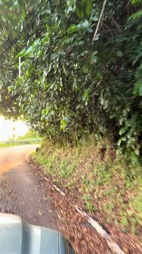 20 reactions · 3 comments | Incredible opportunity to derp dive into tropical agroforestry, exotic fruits, off grid living, and using bamboos for all of that! Join me in Puerto Rico Jan 22-25 for an amazing event with Stephanie Syson in the tropics. Tickets on sale at www.permaculturepuertorico.com link in linktree  #exoticfruits #offgrid #agroforestry #tropicalliving | This Bamboo Life | Facebook