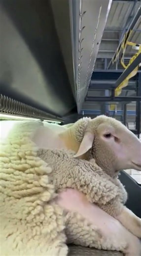 Modern Sheep Grooming Technology 🏭🐑