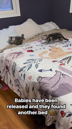 Babies have been released into the house now. It’s the funniest thing seeing them come out of the baby room and explore Yes, that bed will soon be full of kittens 😂 #catlovers #fypシ゚viralシ #reallycoons #bigcats #mainecoon | ReallyCoons Maine Coons USA