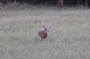 Mark put a great shot on this brute🦌! Watch until the end to see his killshot 🎯! #typicalwhitetail #oakcreekwhitetailranch | Oak Creek Whitetail Ranch