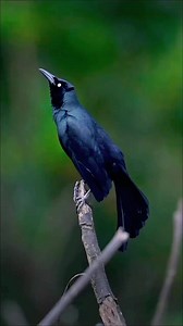 2.9K views · 108 reactions | Burung Grakle #azkakicau #monetisasikonten #fbpro #vod #foto #cerita #text #mk #reel #reels #bird #birds #nature #world #viral #burung #gacor #kicau #unggas #masteran #fyp | Azka Kicau | Facebook