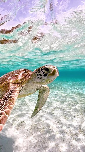 Beautiful Sea Turtle Underwater Video