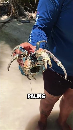 Kepiting Raksasa Pencuri Sendal?! 🦀