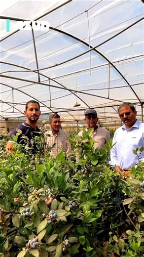 Advanced fertigation in action: the 𝗔𝗭𝗨𝗗 𝗤𝗚𝗥𝗢𝗪 technology reaches blueberry crop in Egypt. 🫐 🌱
