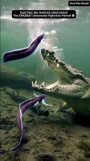 ELECTRIC EEL SHOCKS CROCODILE! The CRAZIEST Underwater Fight Ever Filmed! 😱