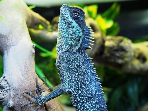 Mountain Horned Dragon Care Sheet | Reptiles' Cove