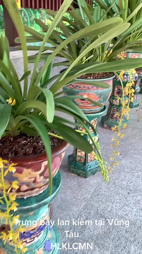 Ornate Potted Plants Display with Dracaena Sanderiana