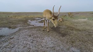 The Star Wars creature that actually exists on our planet