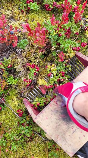 Lingonberry Picking: A Guide to Harvesting in Sweden