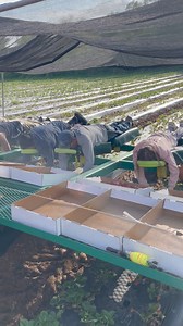 26M views · 166K reactions | Thursday, April 25 we are picking the field clean and going to open up the gate very soon  We are picking them so they will be nice and sweet before all the rains make them mushy What we don’t sell tonight, We will open up in the morning and sell even if it’s raining please share and thank you for supporting our local independent family Farm | Reagan Family Farm | Facebook