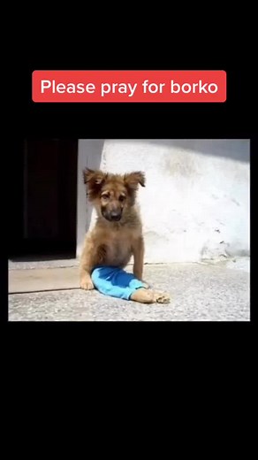 #dogsoftiktok #animalfriends #fyp #pray