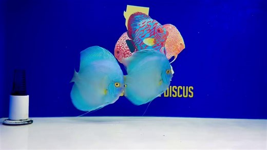 💎 JUMBO PREMIUM BLUE DIAMOND DISCUS 💎 These stunning jumbo Blue Diamond Discus are absolute showstoppers — rich color, thick bodies, and calm presence. Even better… they are a potential pair 👀🐟🐟 Perfect centerpiece fish for a high-end display tank or serious discus keeper looking to add elite genetics and size. Fish like this don’t come around often! 🎁 Gift Certificates Available A perfect gift for the aquarist who wants to choose their favorite discus. goldenstatediscus.com or text/call L