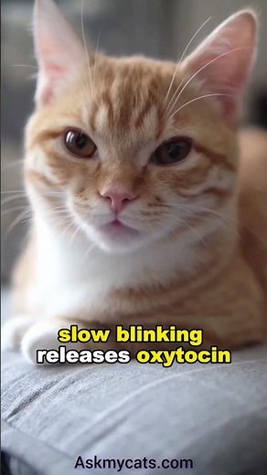 Why your cat slow blink at you?