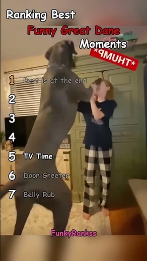 Ranking Best Funny Great Dane Moments!