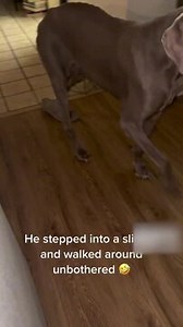 A dog named Dutch had accidentally stepped into a sandal, but instead of getting flustered, he happily walked around with it like it was his latest accessory. Completely unbothered, he wandered the house with one sandal on, looking effortlessly adorable. | Jukin Copyright Management