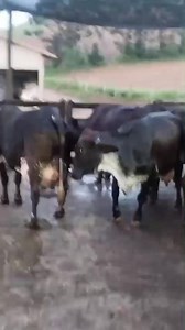 80K views · 1.3K reactions | Lote de 30 Vacas produzindo  Gado da Parateleira de cima, é extra, diferente o lote de vacas  Produção de 27 litros de media no lote todo, os pico de leite de 35 litros 拏拏⏫️⏫️ Gado novo, media de Segunda e terceira Cria  Estão em São Sebastião do Rio Verde MG  Preço TOP das vacas R$8.800,00 cada + 2% de comissão da compra    | Portal dos Criadores | Facebook
