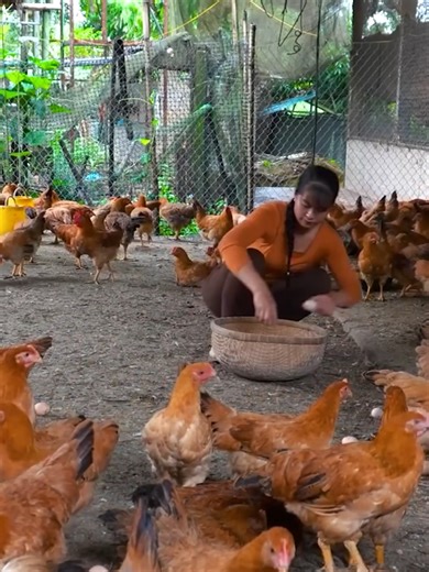 Gardening and Harvesting Sugar Cane Timelapse