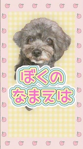みつけてくれてありがとう٩(๑❛ᴗ❛๑)۶ #犬 #かわいい犬 #トイストーリー #君はともだち #オルゴールディズニー #オルゴール癒し #オルゴールほのぼの #犬のきもち #今日のわんこ