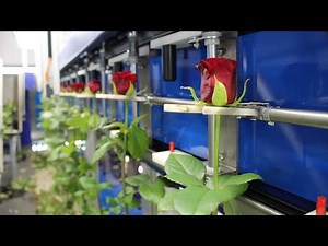 The new rose grading and bunching machine at Rozen Scheers