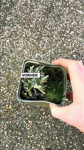 Lavendel Transformation. Jetzt anpflanzen und staunen.